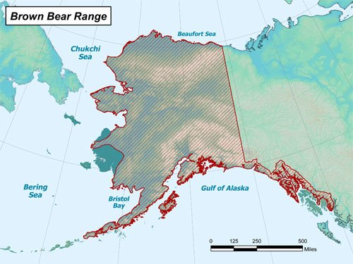 Alaska Brown Bear Hunting Season