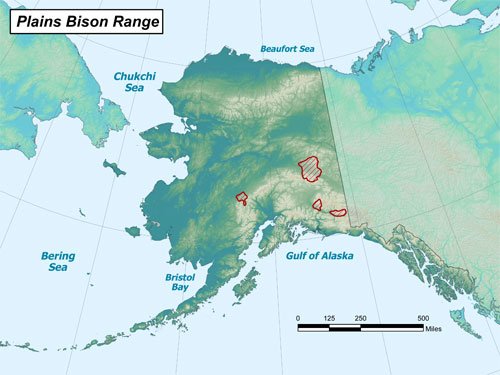 Bison Hunting Information in Alaska