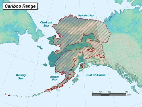 Caribou Hunting in Alaska: A Complete Guide