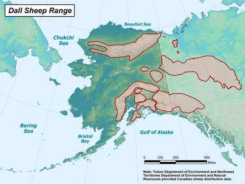 Dall Sheep Hunting: The Ultimate Challenge for Mountain Hunters