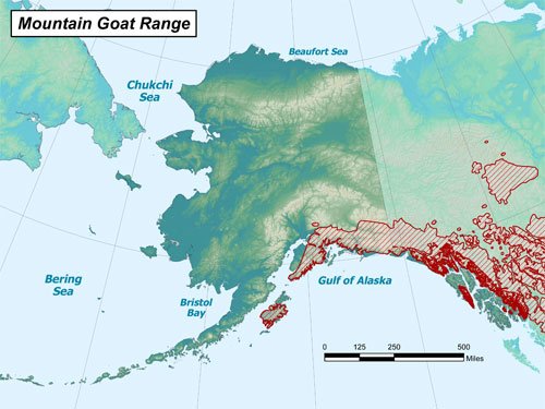 Mountain Goat Hunting Information in Alaska