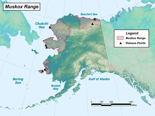 Muskox Hunting Opportunities in Alaska