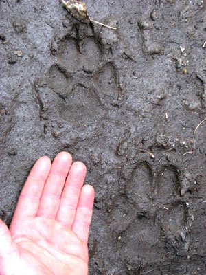 Wolves in Alaska: An Overview of Their Habitat and Range